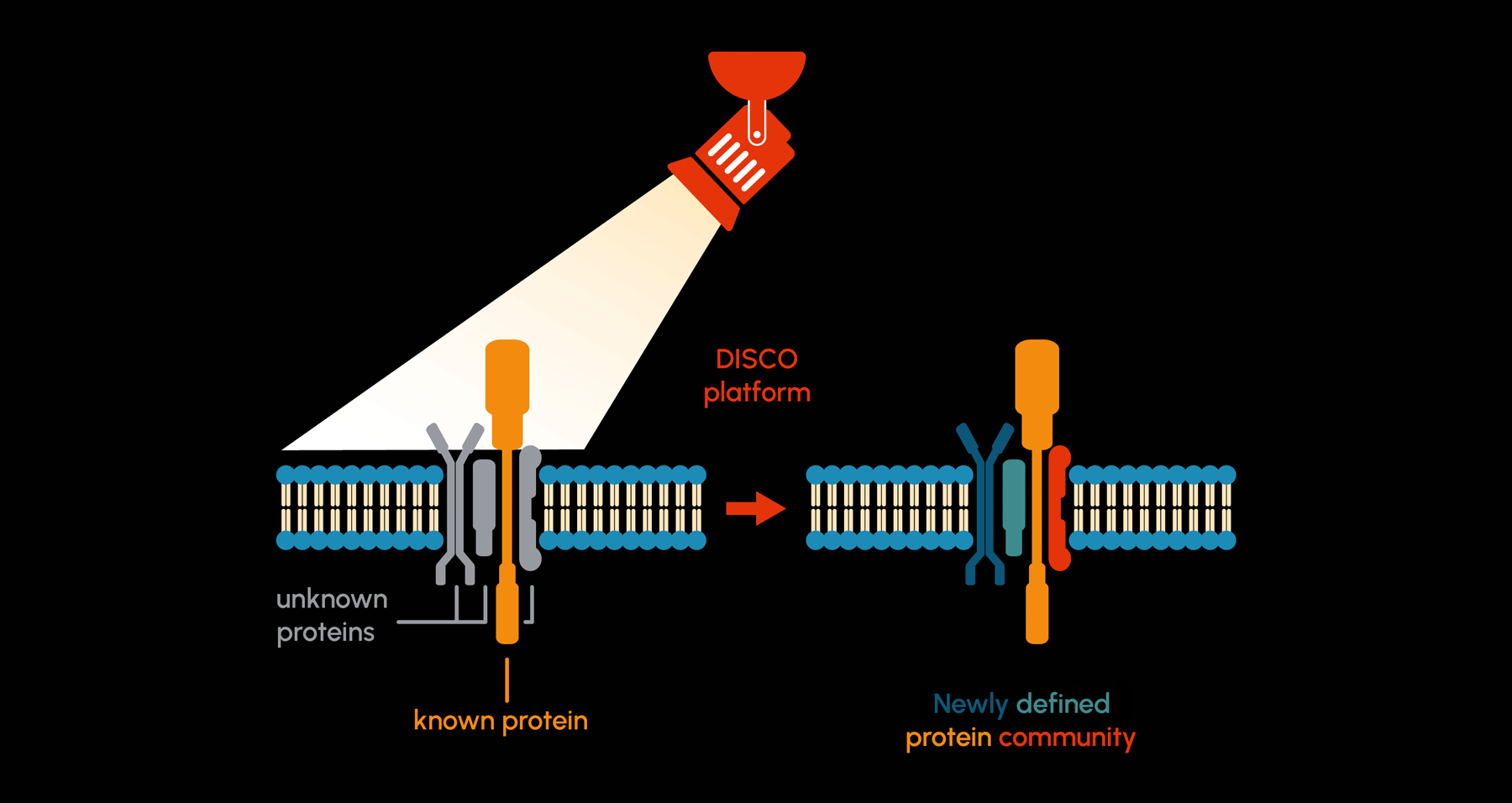 DISCO-Pharmaceuticals